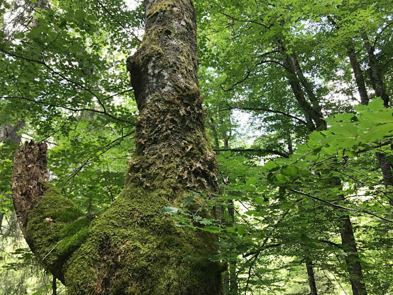 Alt und jung ist einem steten Wandel unterworfen - Nationalpark Kalkalpen