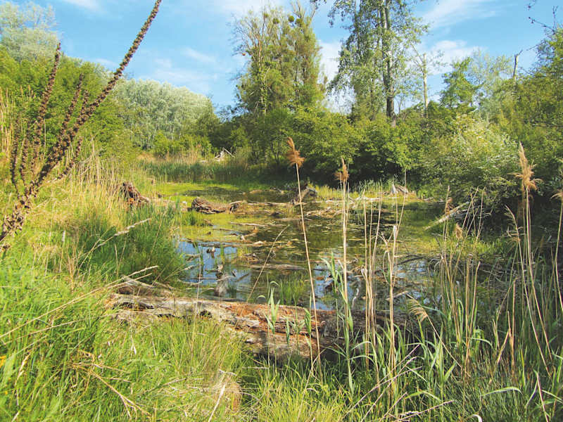 Gewässer-Altarm in der Lobau