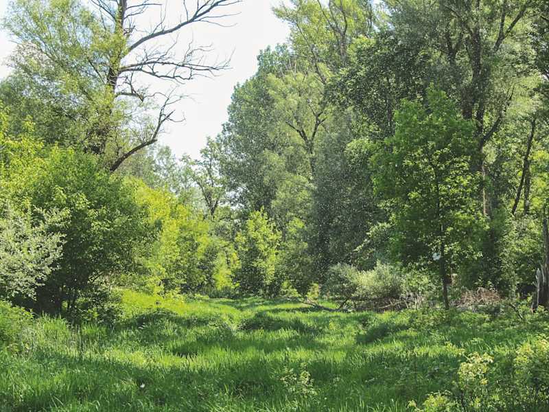 Donau-Auen bei Mannswörth