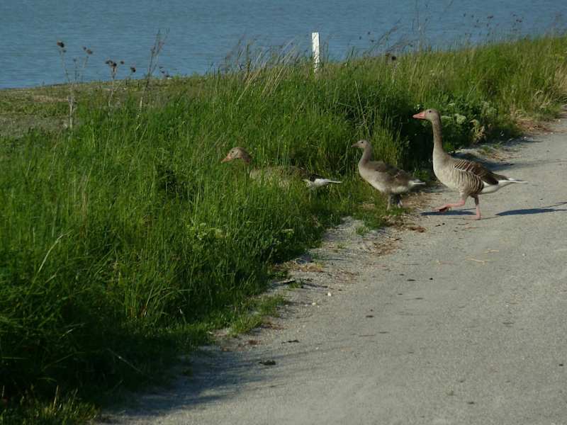 Graugänse brüten im Nationalpark Neusiedler See Seewinkel.