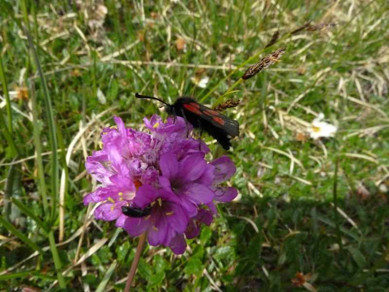 Artenvielfalt im Nationalpark Hohe Tauern