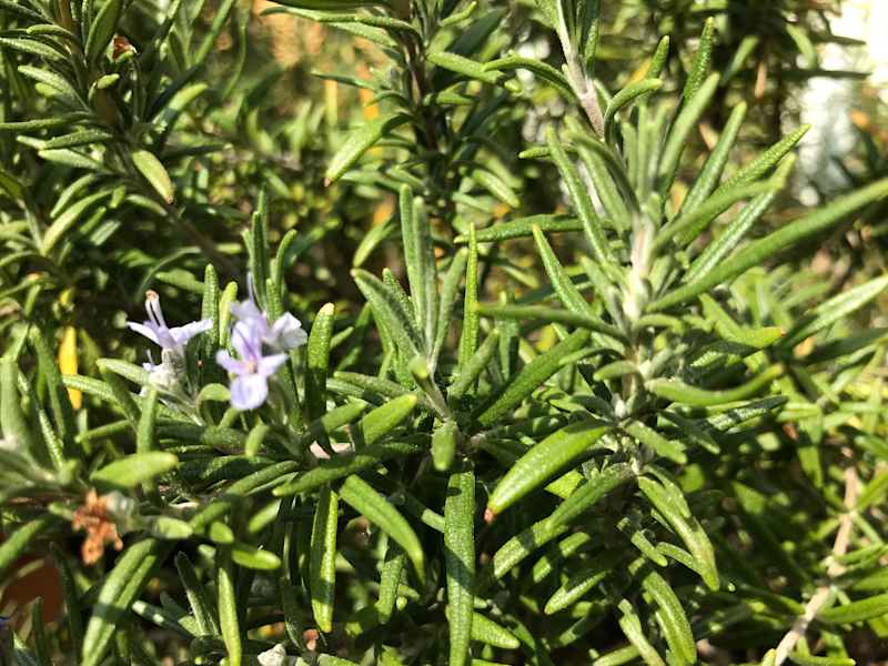 Rosmarin
