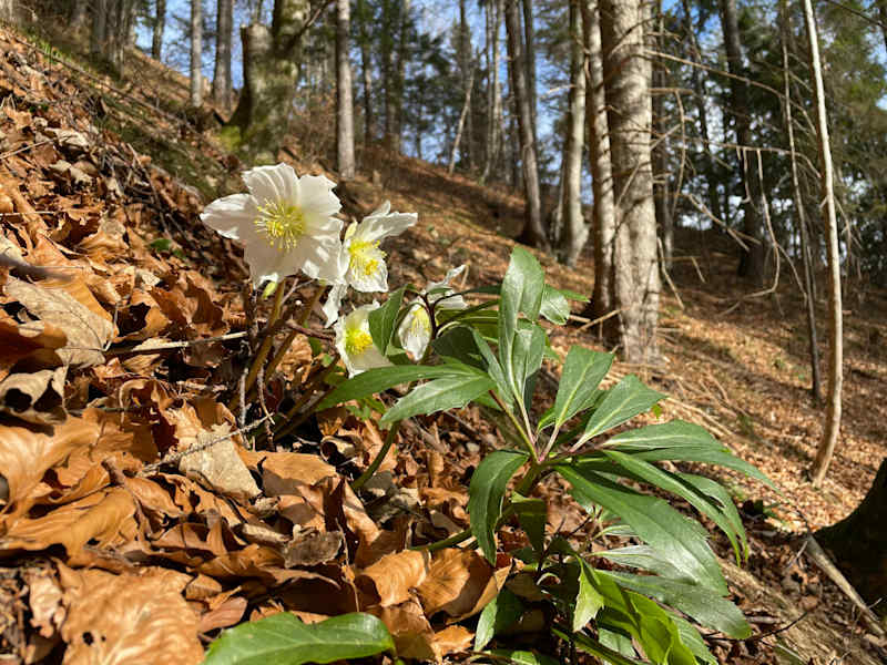 Wunderschön und streng geschützt - die Schneerose.