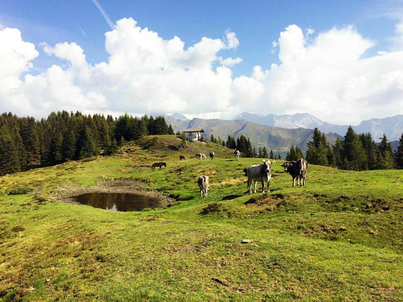 Schmirn - Vals: Alm mit Pferden und Kühen