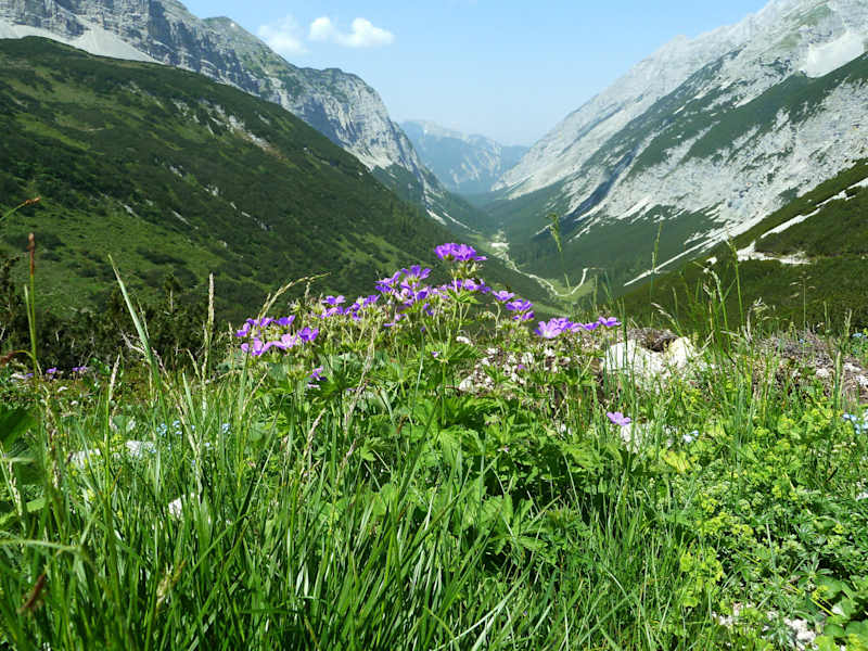 Blumenvielfalt am Ende des Karwendeltals