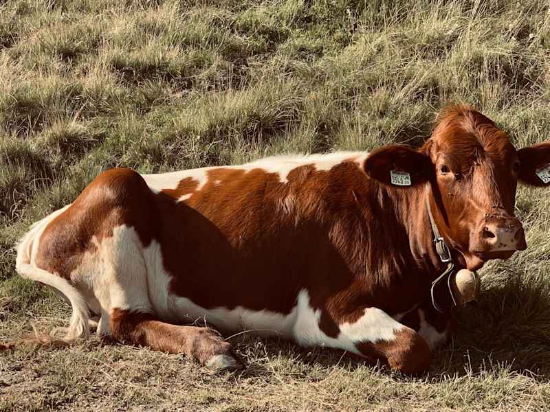 Dieser Kuh begegnen wir unterwegs