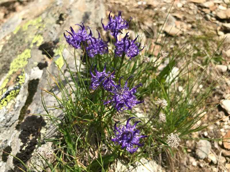 Die Teufelskralle kommt so weit oben auch in der Polsterform vor