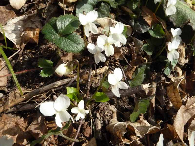 Weiße Veilchen - auch diese findet man im Frühlingstal.
