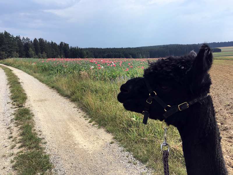 Alpakas Wandern