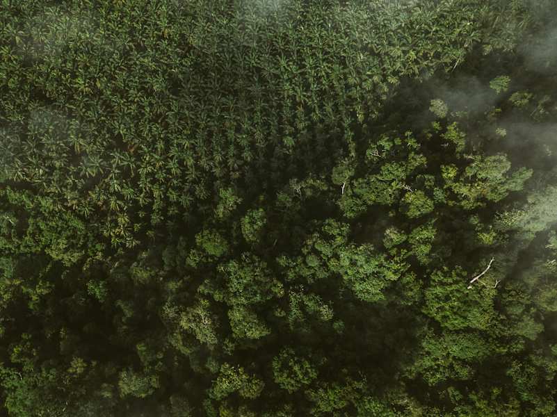 Urwaldaufnahme mit der Drohne auf Borneo