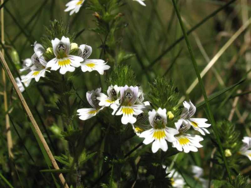 Heilkräuterweg Aflenz in der Steiermark: Augentrost