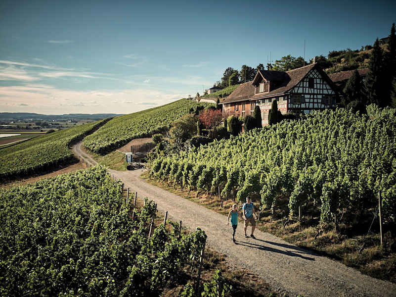 Die Weinberge im Thurgau in der Schweiz laden zu gemütlichen Spaziergängen ein.