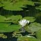 Am Spechtensee findet man die Weiße Seerose.