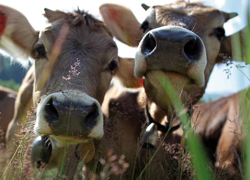 Wallis Galmihornhütte Kühe