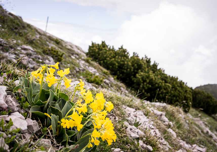 Eine Pflanze am Berg.