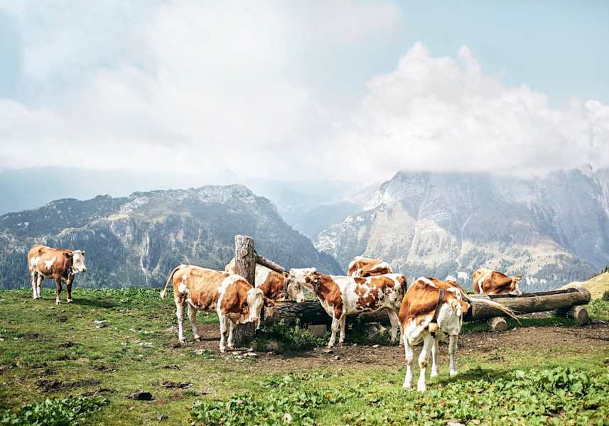 Auch das Vieh genießt das beeindruckende Panorama
