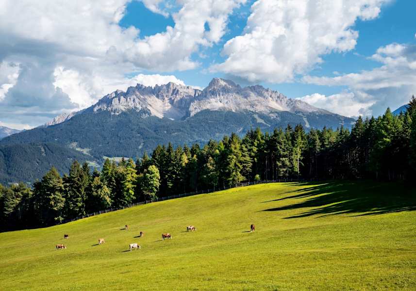 Eine Kuhherde auf einer Wiese am Fuße des Latemars