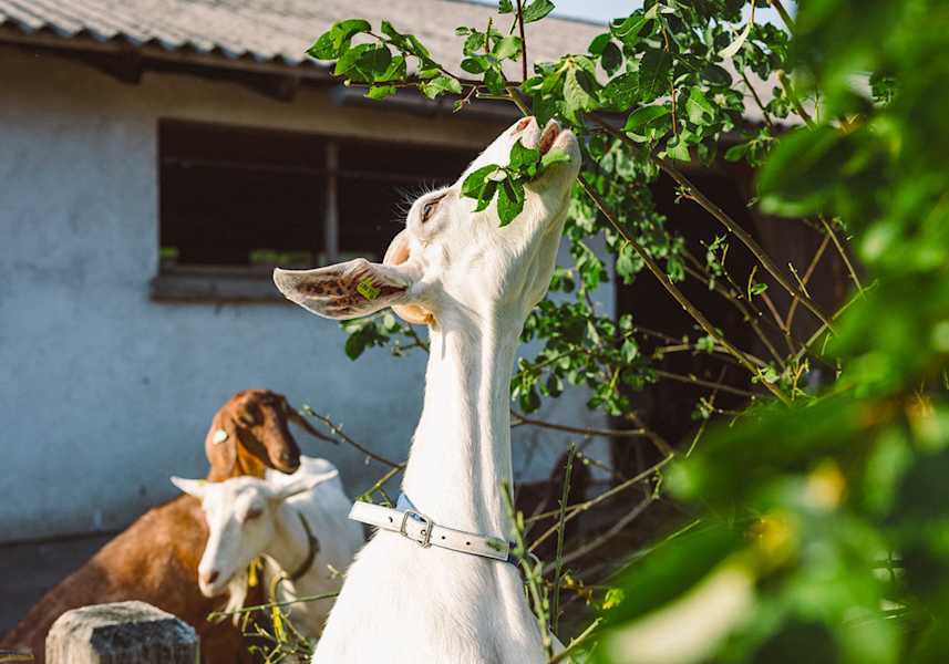 Eine Ziege isst Blätter.