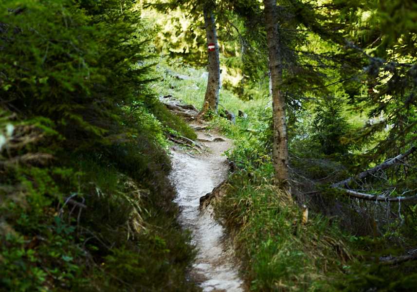 Steiler Waldwanderweg