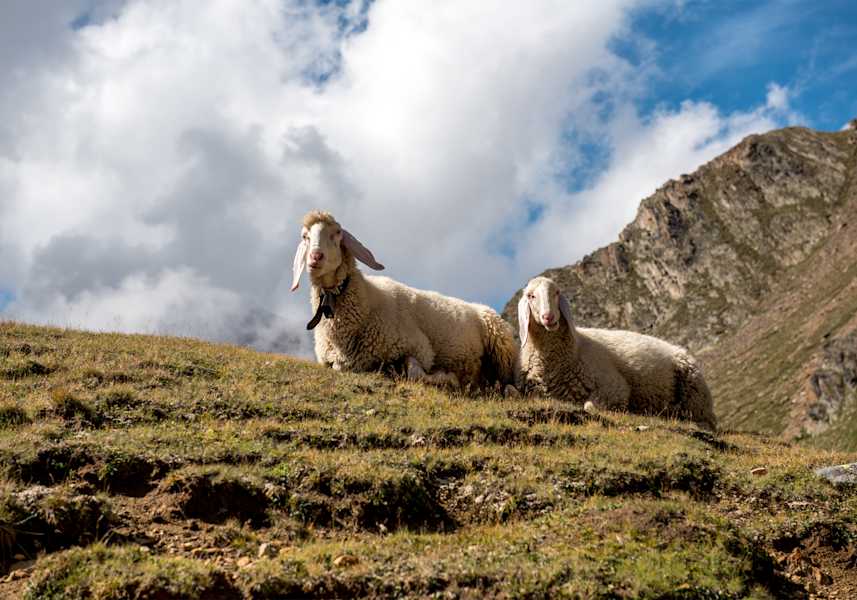 Zwei Schafe liegen in der Sonne. 