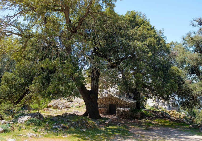 Ein altes Steinhäuschen unterhalb einer Steineiche