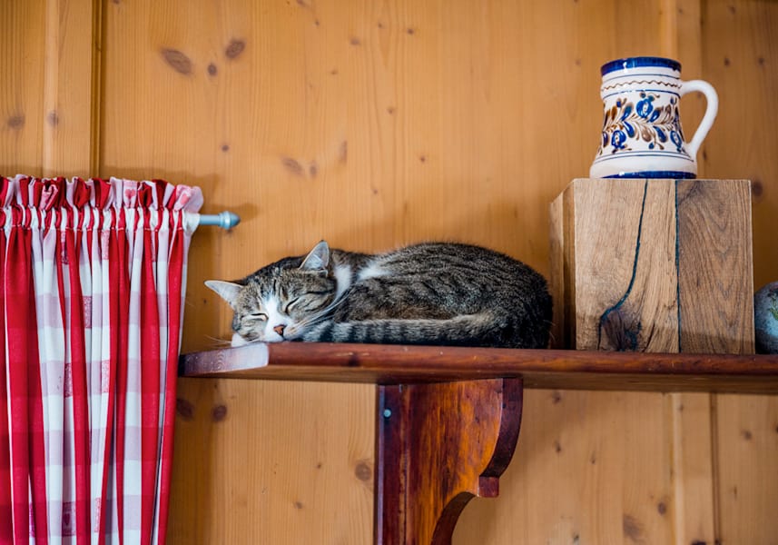 Eine Katze schläft auf einem Regal