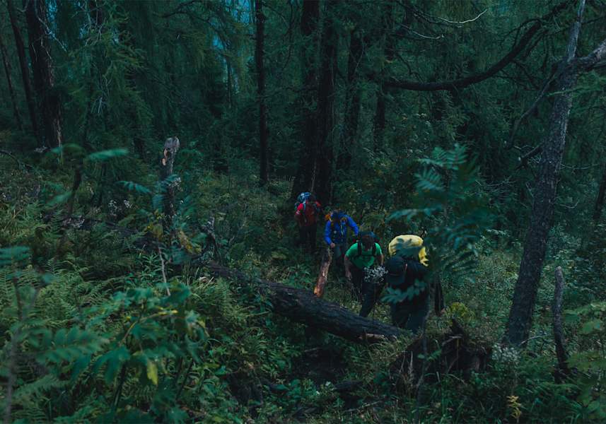Ein Baum versperrt Wanderern den Weg.