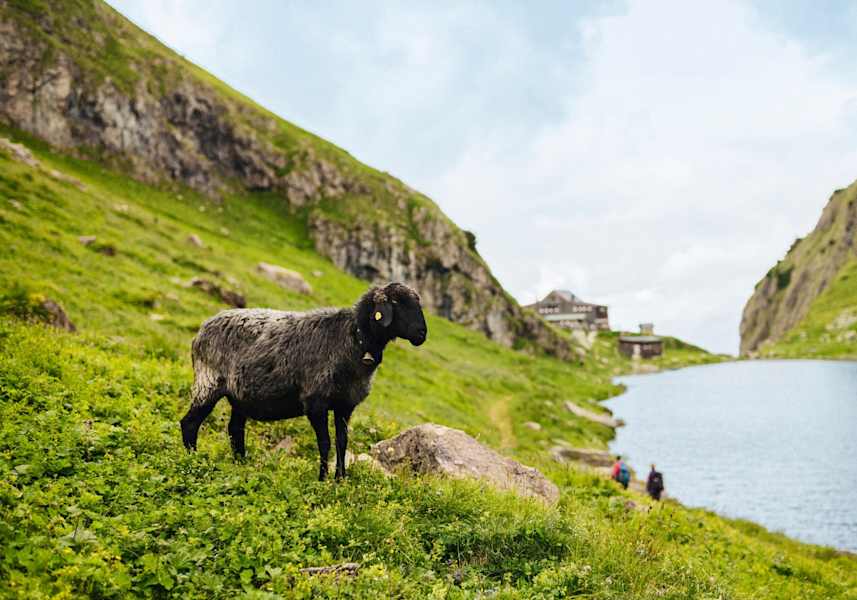 Schaf um Ufer des Wildsees.