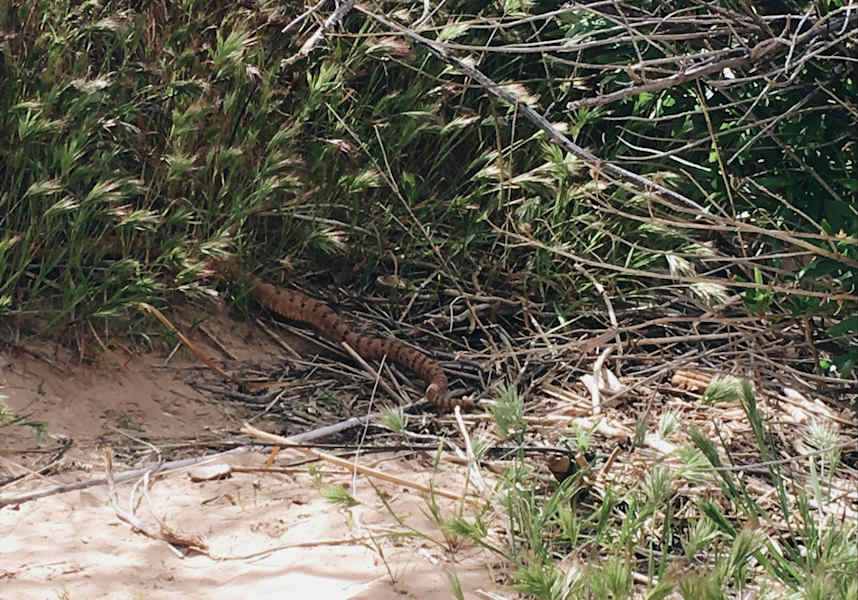 Ana Zirner Colorado Grand Canyon