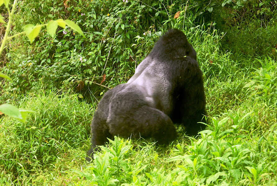 Virungas Berggorillas Reise