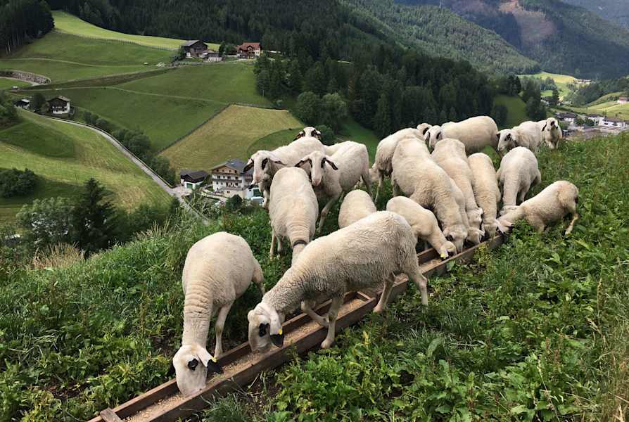 Bernhards Villnösser Brillenschafe