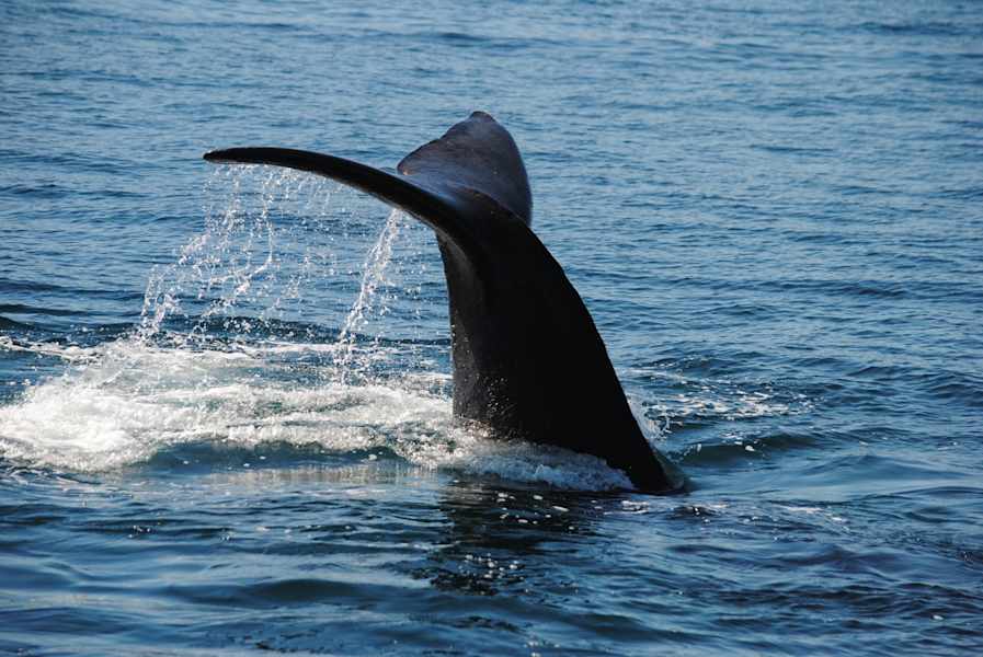 Feuerland Expedition