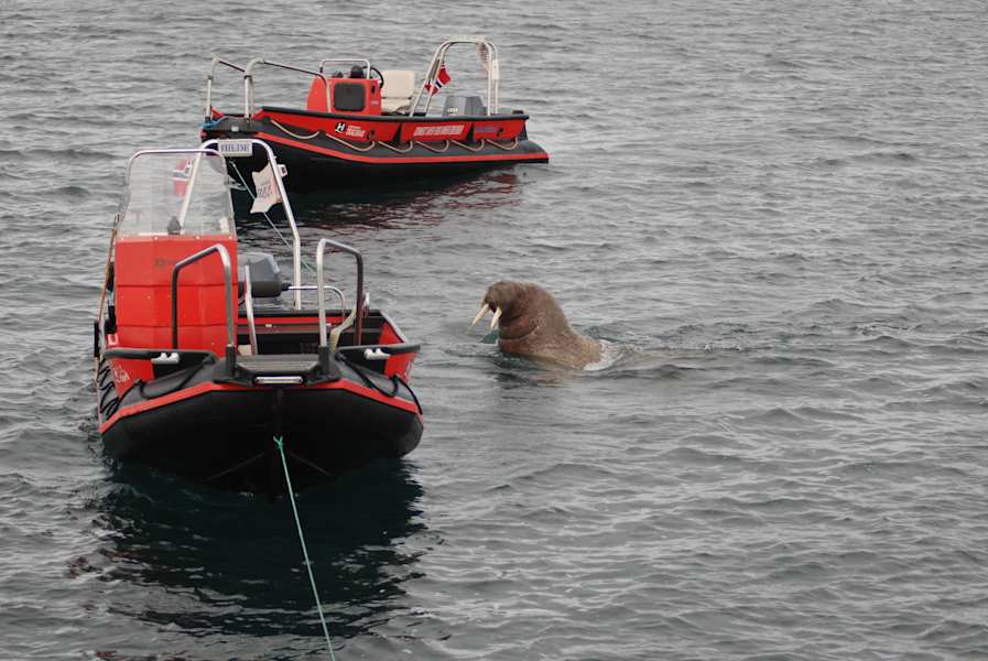 Walrosse sind ziemlich neugierige Tiere.