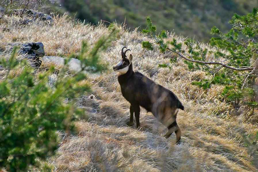 Auch typische Alpenbewohner wie Gämsen sind im Naturpark heimisch.