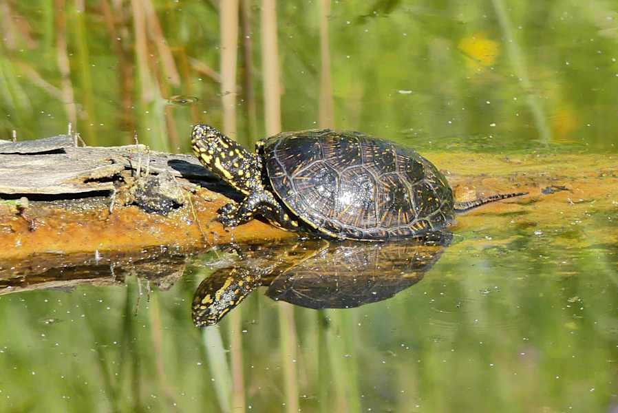 Die Europäische Sumpfschildkröte ist im Nationalpark Donau-Auen wieder heimisch.