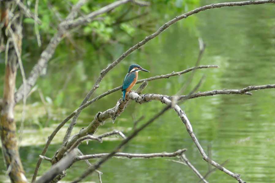 Der farbenprächtige Eisvogel