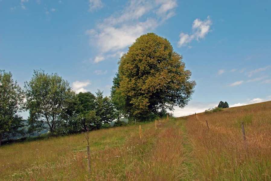 5 Wanderungen im Schwarzwald