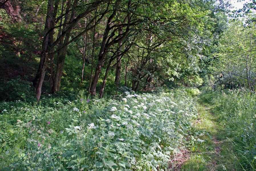 5 Wanderungen im Schwarzwald