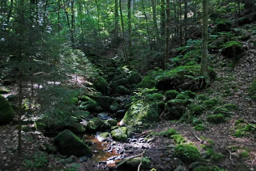 5 Wanderungen im Schwarzwald