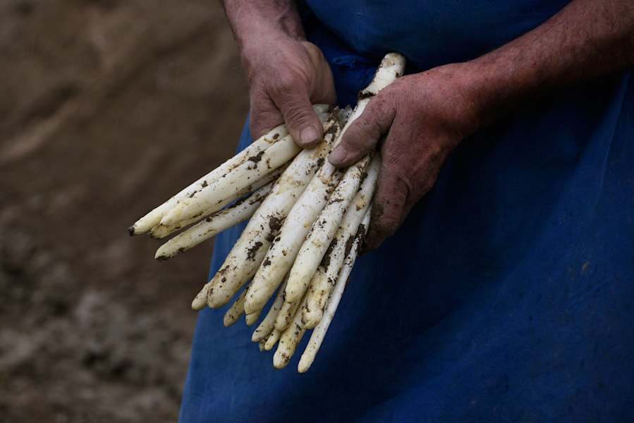 Frühling in Südtirol: Spargelzeit in Jenesien