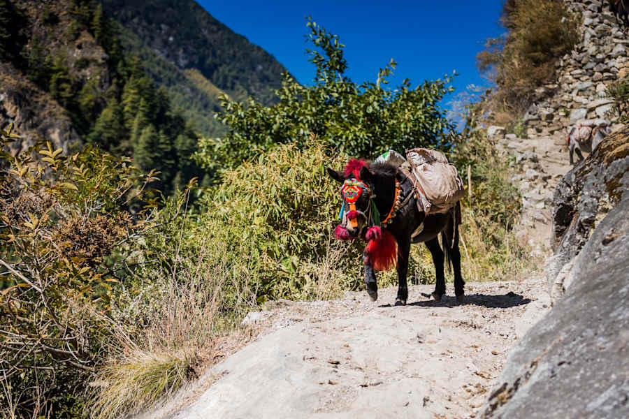 Manaslu Circuit Trek in Nepal