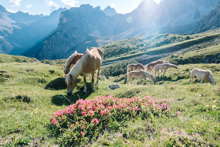 Bergidylle mit Pferden