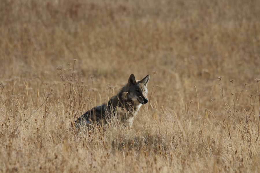 Wandern im wilden Kasachstan