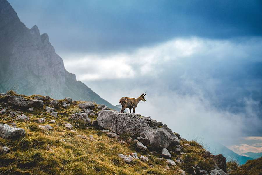 Wer genau hinsieht wird bei fast jeder Wanderung rund um den Wilden Kaiser in Tirol der ein oder anderen Gams begegnen