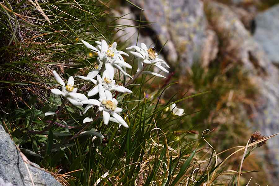 Osttiroler Pilgerweg: Edelweiß rund um die Eisseehütte