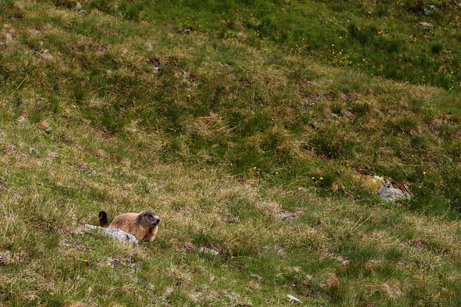 Osttiroler Pilgerweg: Murmeltier bei der Eisseehütte