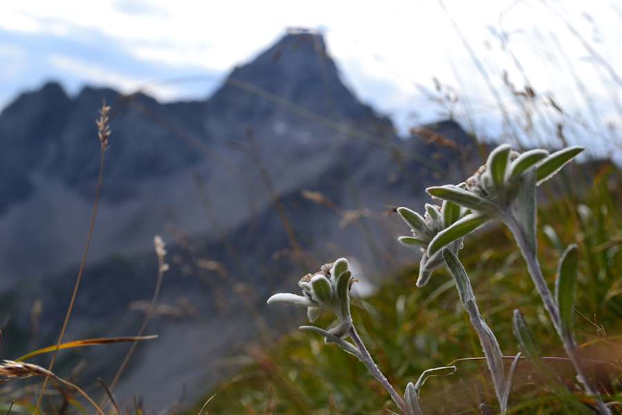 Allgäu: Edelweiß vor Hochvogel