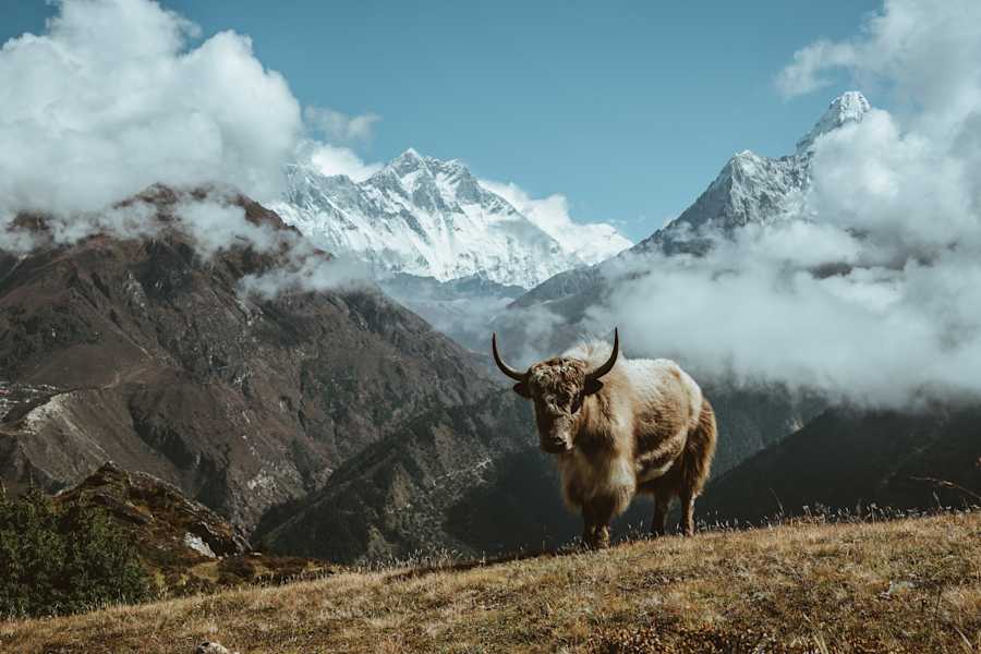 Himalaya Trekking Niklas Siemens