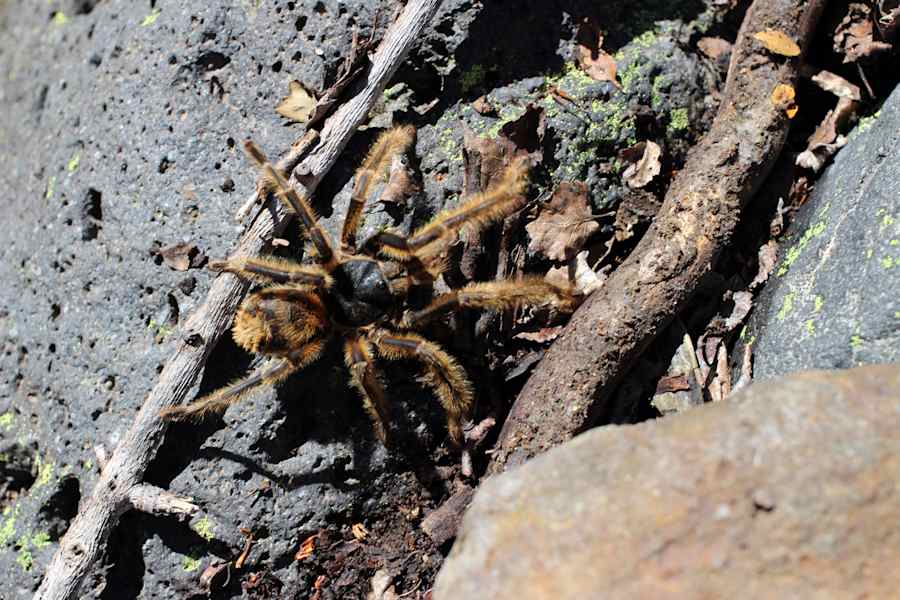 Reise Chile Skitouren