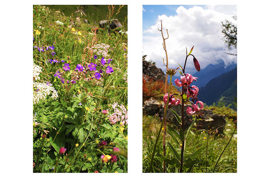 Osttiroler Pilgerweg: Blumenmeer entlang des Zustiegs zur Sajathütte